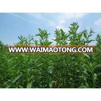 Low price Stevia Rebaudiana extract , high quality Sweeteners/ 100% natural stevia extract